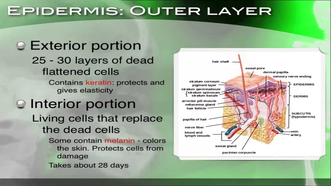 The Skin, its structure, function and response to injury - Section 34.1