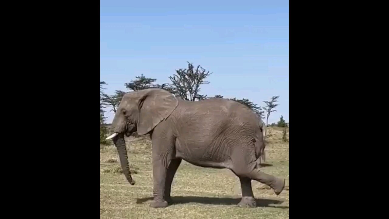 ELEPHANT PUSHING BABY WHILE GIVING BIRTH