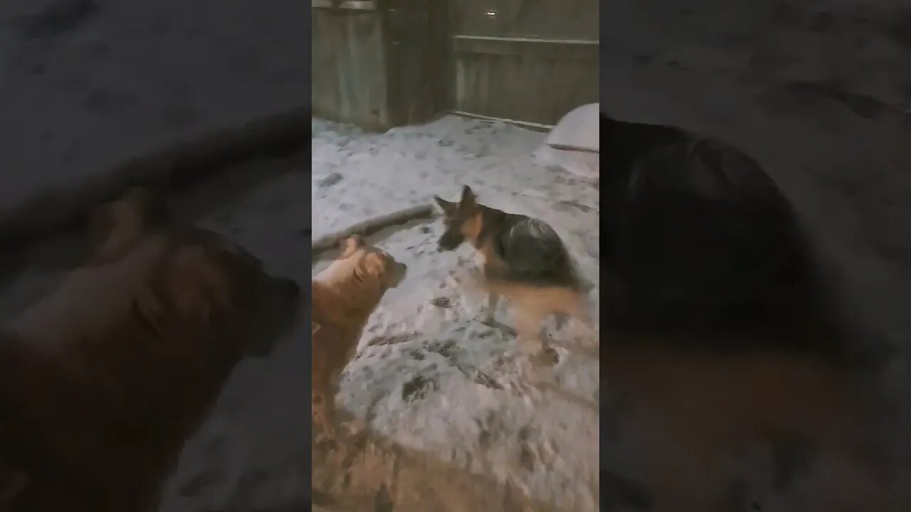 Late Night Snow Stunts #shorts #doggo #dogmeme #shepsky