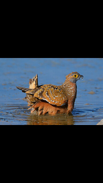 A bird using its feather to store water!