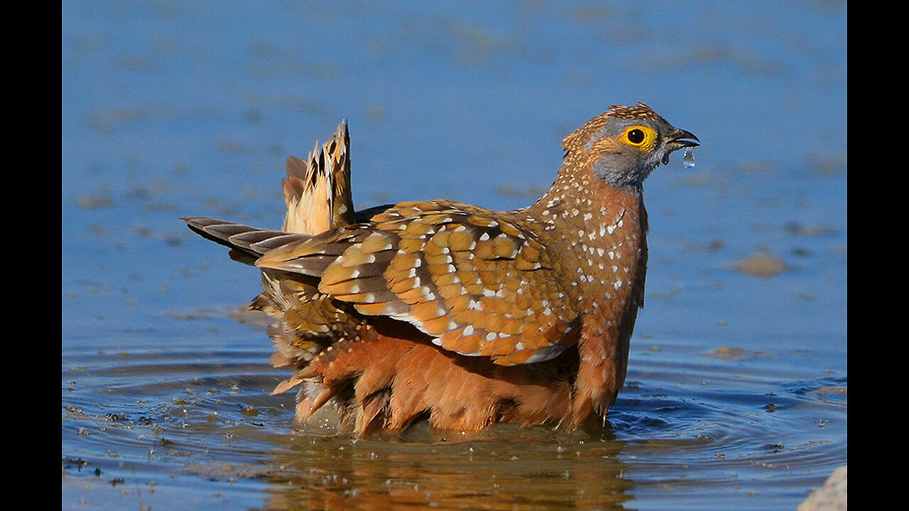 A bird using its feather to store water!