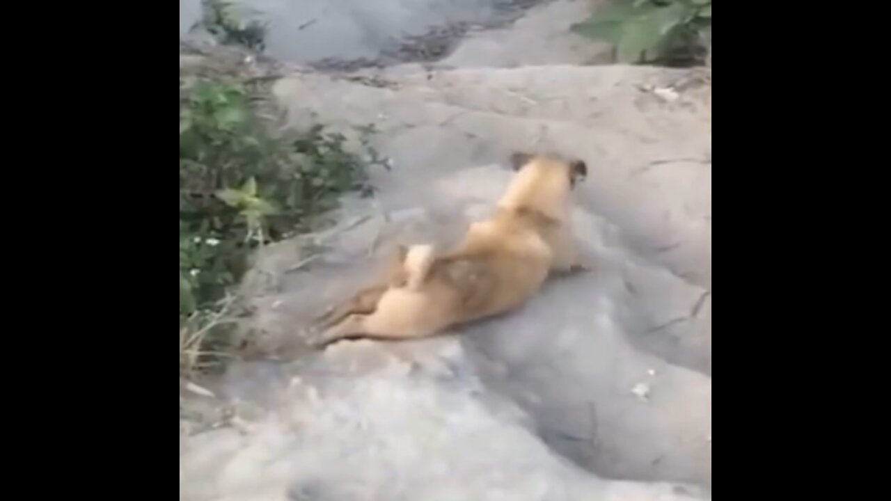 ## Dog Slid Over ice... ### Dog having fun with himself playing with ice..