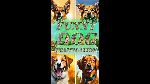 Funny Dog Compilation