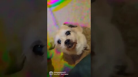 gizmo star