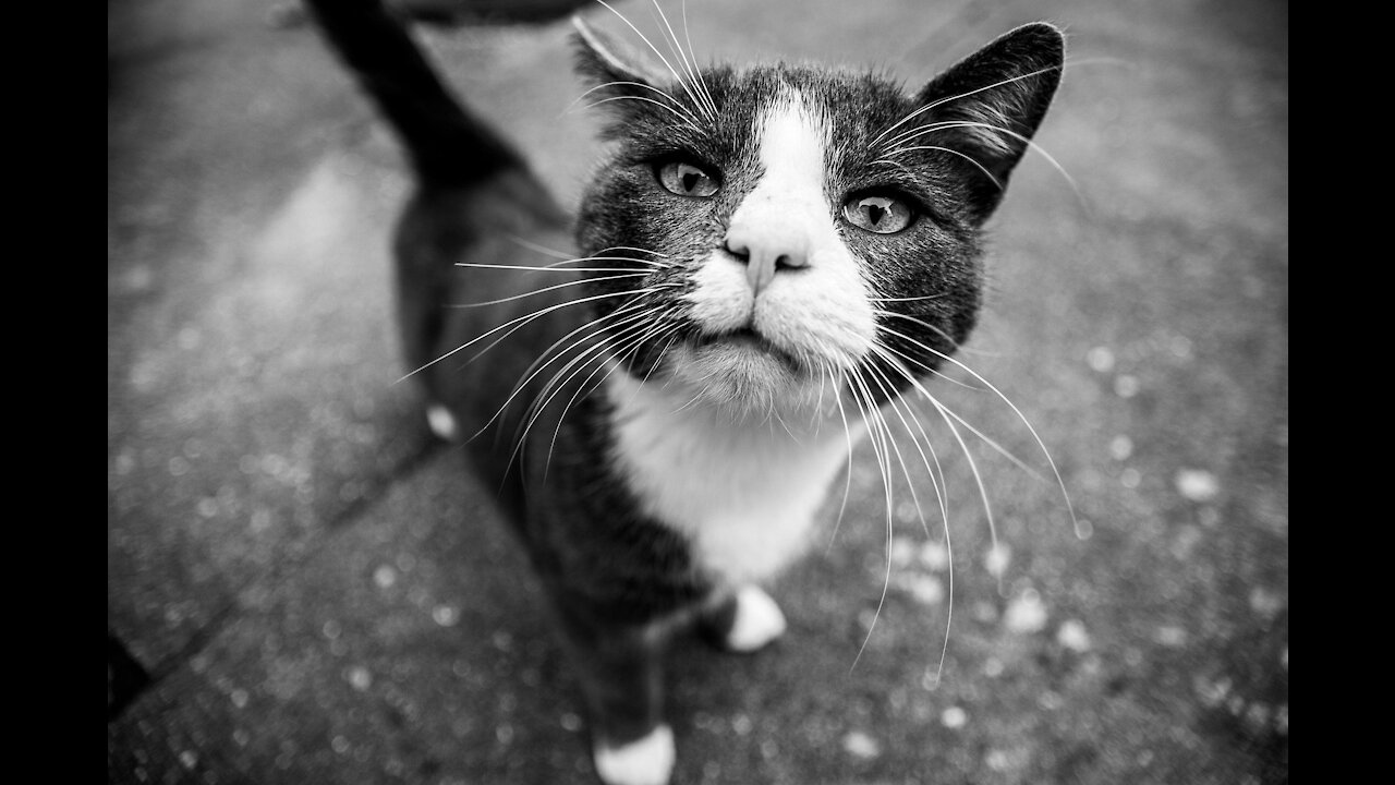 Beautiful cat enjoying