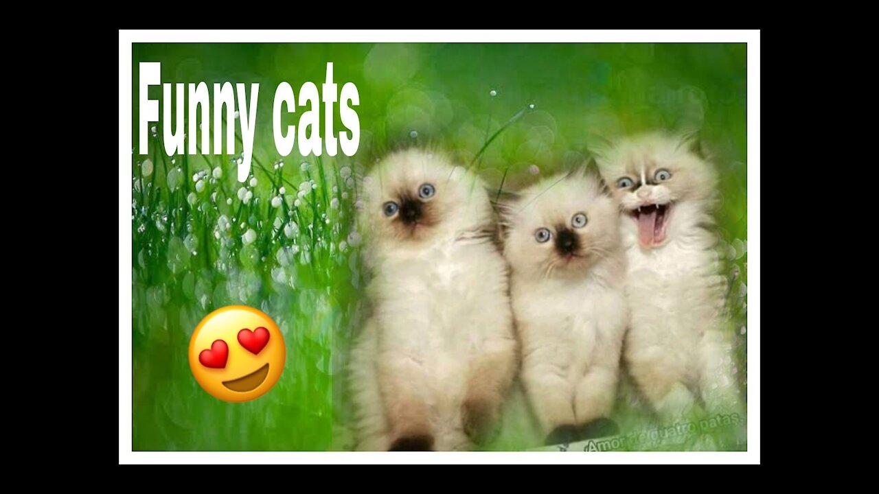 Funny cats, vídeos compilation 2021