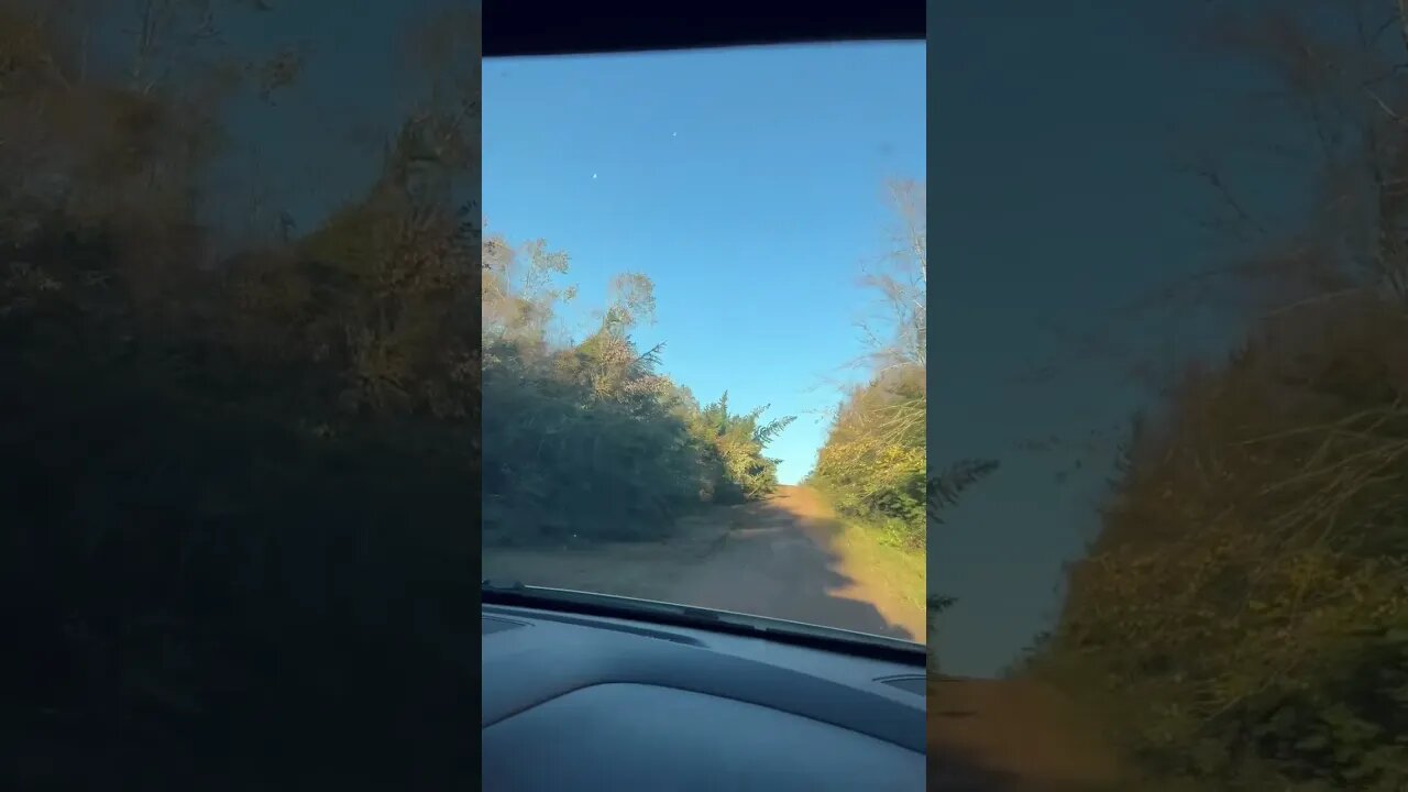 Half This Road is Covered in Downed Trees