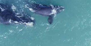 Incroyable images de baleines au large des côtes Sud-africaines