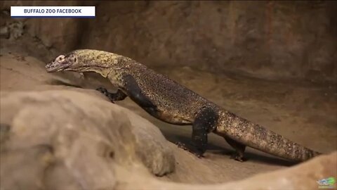 Komodo dragon becomes the latest Buffalo Zoo resident