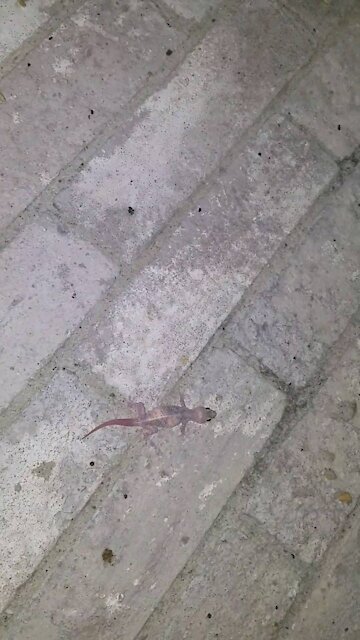 Pregnant house gecko