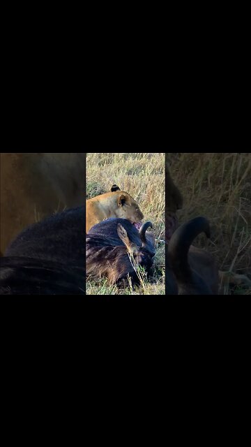 Lioness Feasting #shorts | #ShortsAfrica