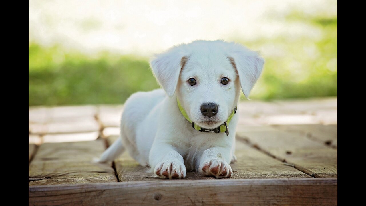 Cute funny dog fully trained