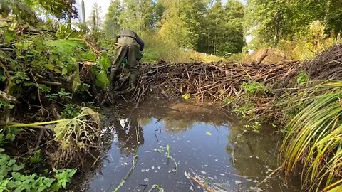 23Beaver Dam Removal It would BURN very well!+7