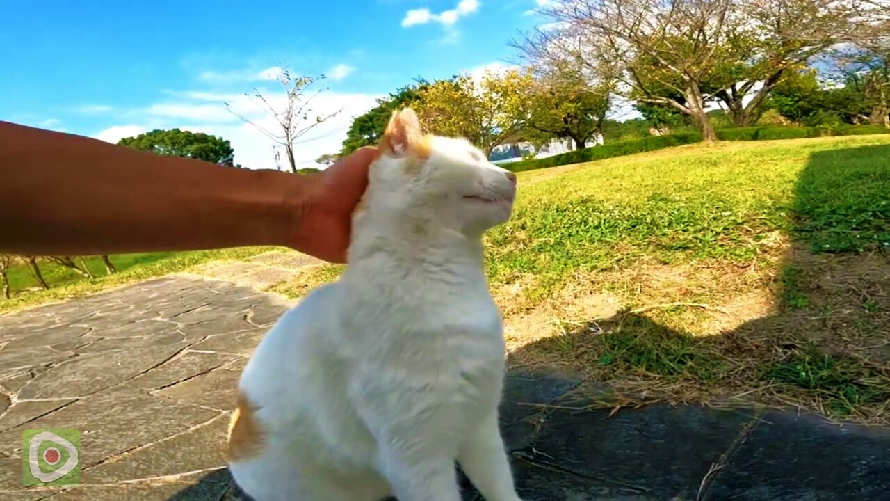 The stray cats waiting for someone to come at the usual Azumaya are too cute