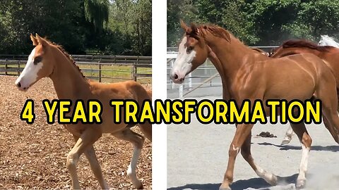 4 Year Foal Transformation: My Homebred Foal Grows Up