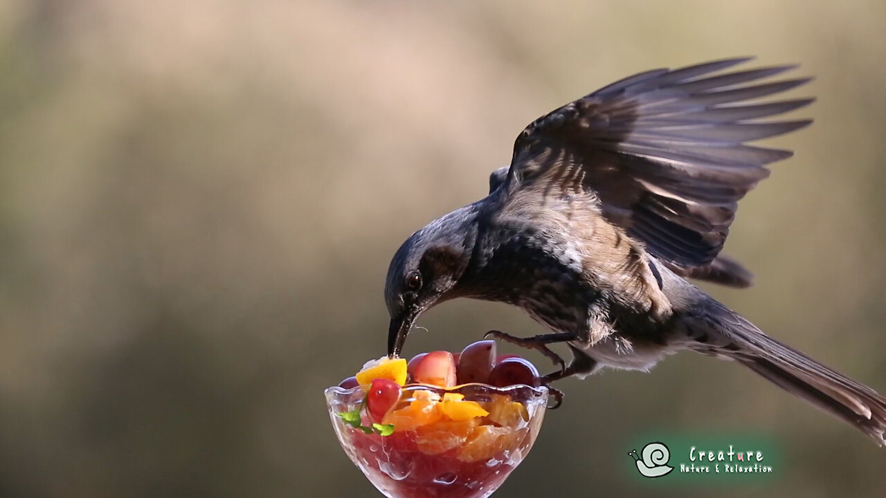 [Slow motion Bird] Brown Eared Bulbul Eating / スローモーションで見るヒヨドリ