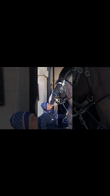 Tourist warning Karen the Horse may bite #horseguardsparade