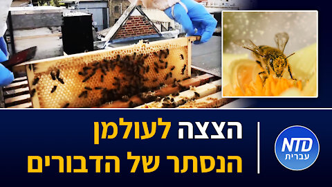 הצצה לעולמן הנסתר של הדבורים