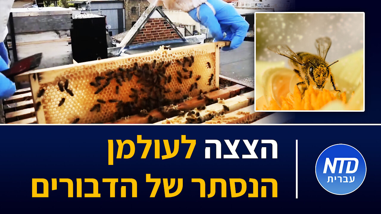 הצצה לעולמן הנסתר של הדבורים