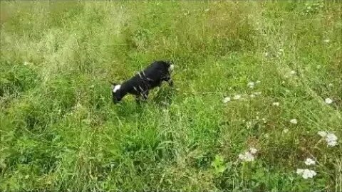 More grass for the sheep and I make some wild turkeys mad