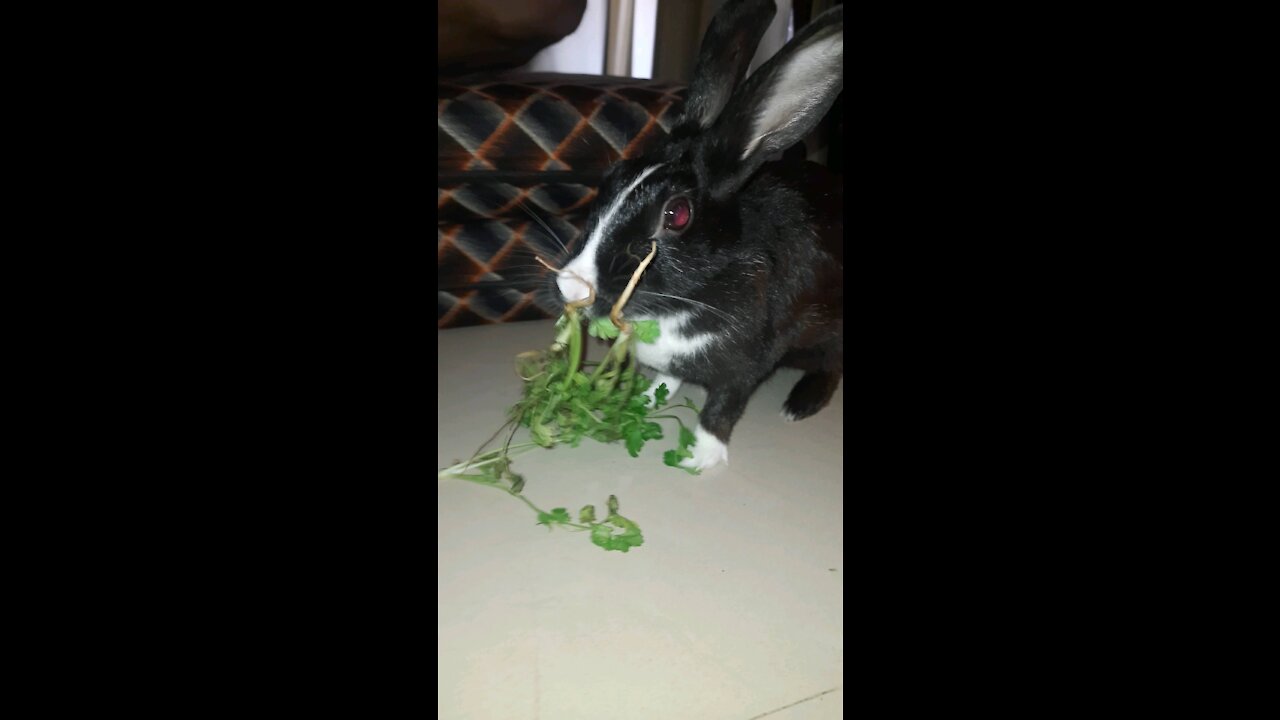 Rabbit eating food slowly slowly