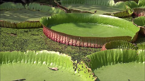 Suan Malai Victoria Water Lily Agrotourism is the largest garden in Bangkok