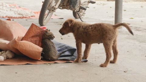 Don and Cat both are playing together | Unlikely Friends.