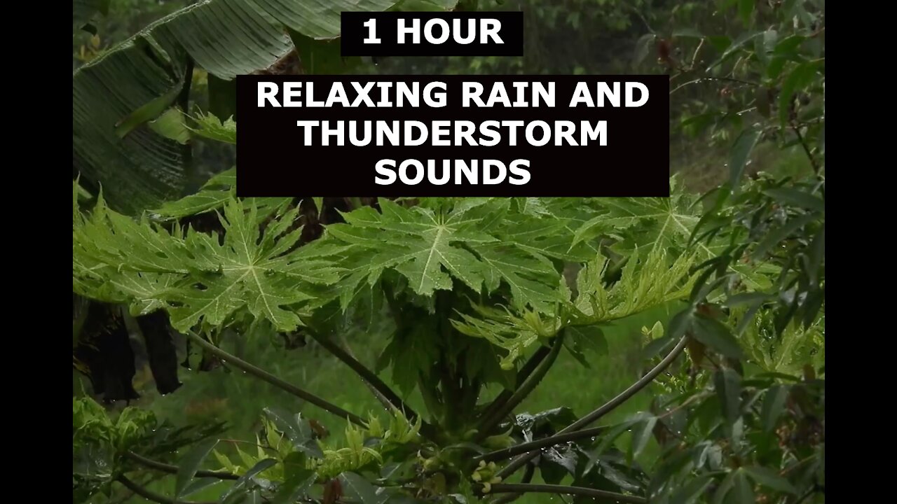 Relaxing Sound: Rain Sounds and Thunderstorm in Forest [One Hour] / Sleep Aid for Everybody