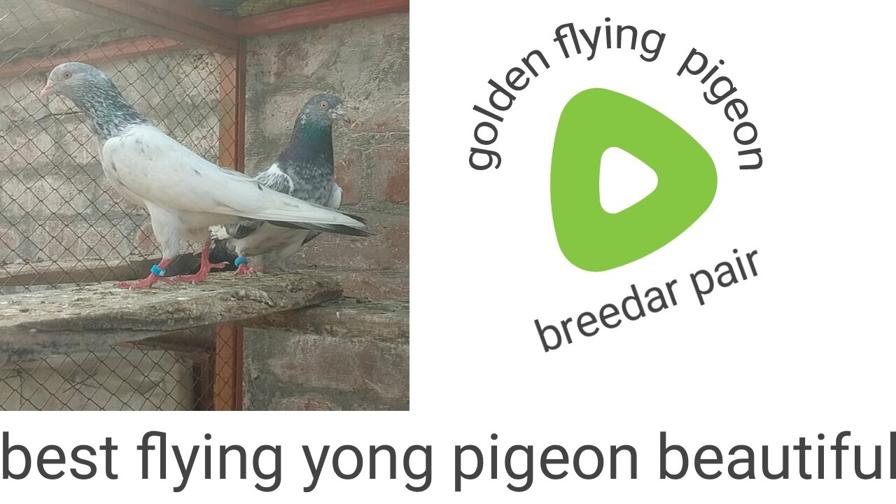 Golden beautiful breeder pair best flying pigeon