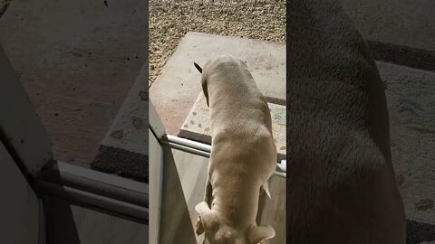 W.A.W.G Kennels Tap In To Secure Your Puppies