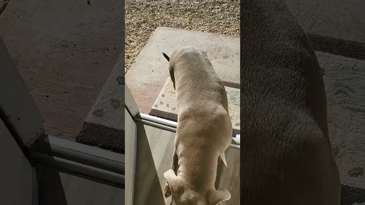 W.A.W.G Kennels Tap In To Secure Your Puppies