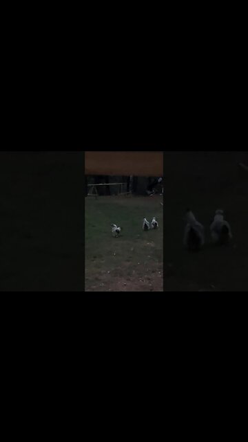 Young Silkie Rooster Crow #shorts