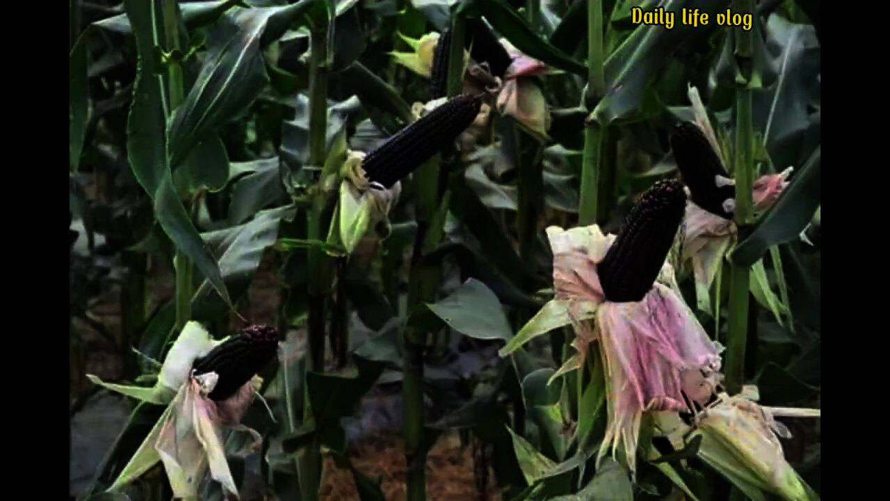 the beauty of the corn garden