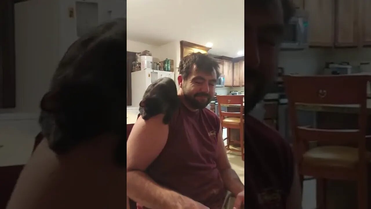 Playing a Board Game... But cats!!!