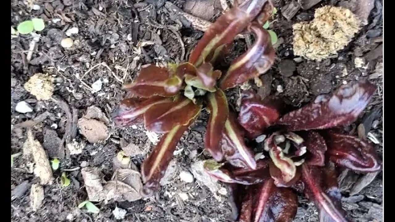 The cold snap slowed the growth, but still seeing sprouts. March 19, 2022