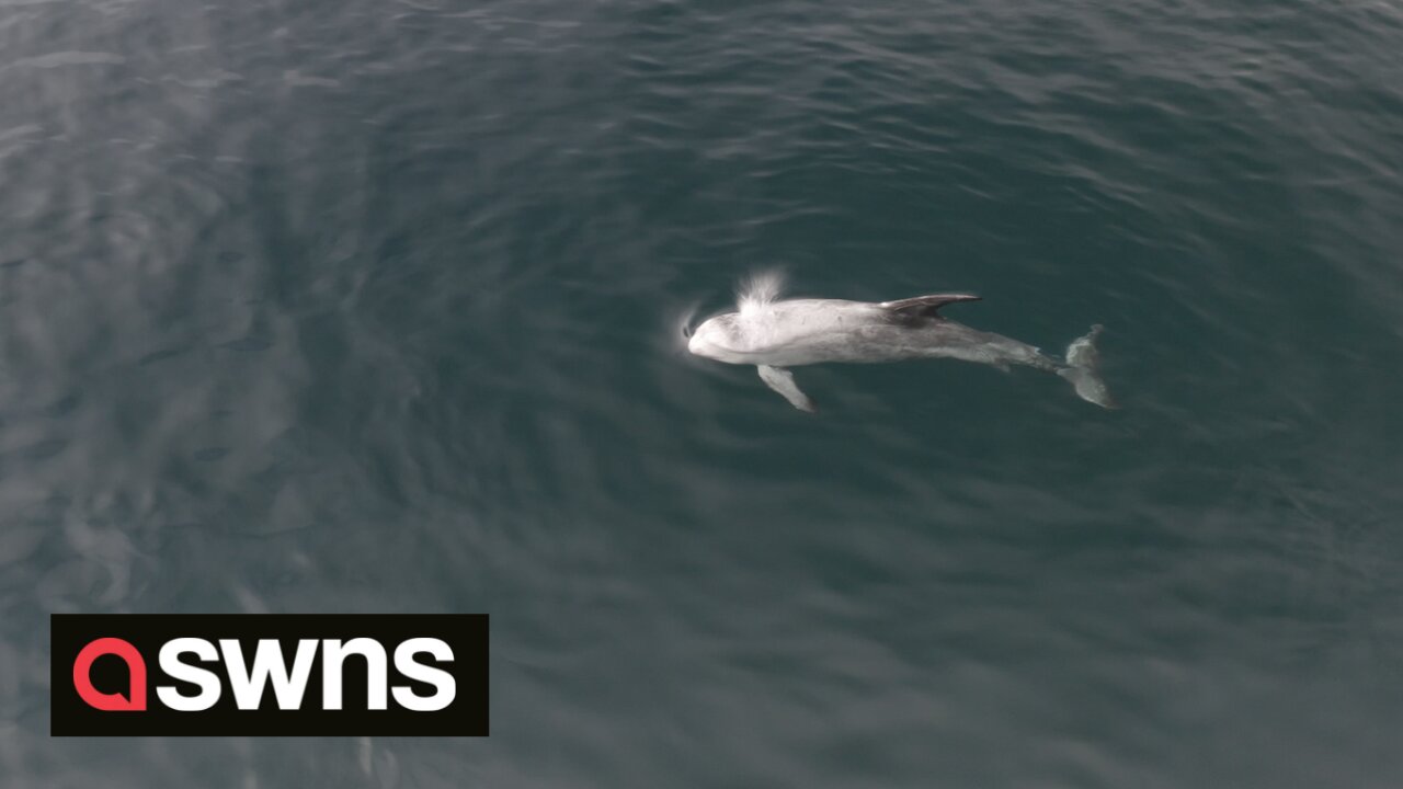 Dolphin filmed performing an unusual underwater 'HEADSTAND'