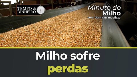 Milho sofre perdas com efeito manada