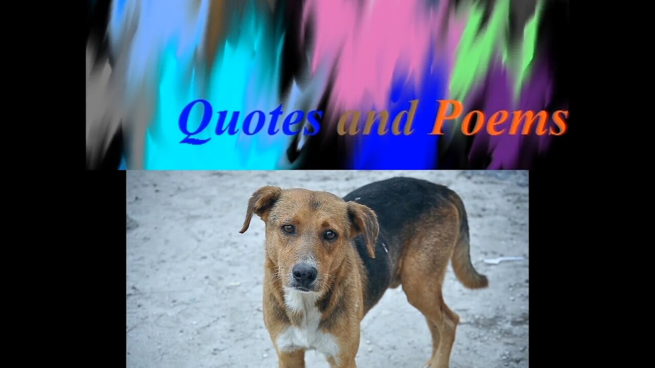 Você me trata como um cachorro de rua, me ignora... [Frases e Poemas]