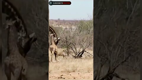 Hyenas tries to chasing injerd baby giraffe