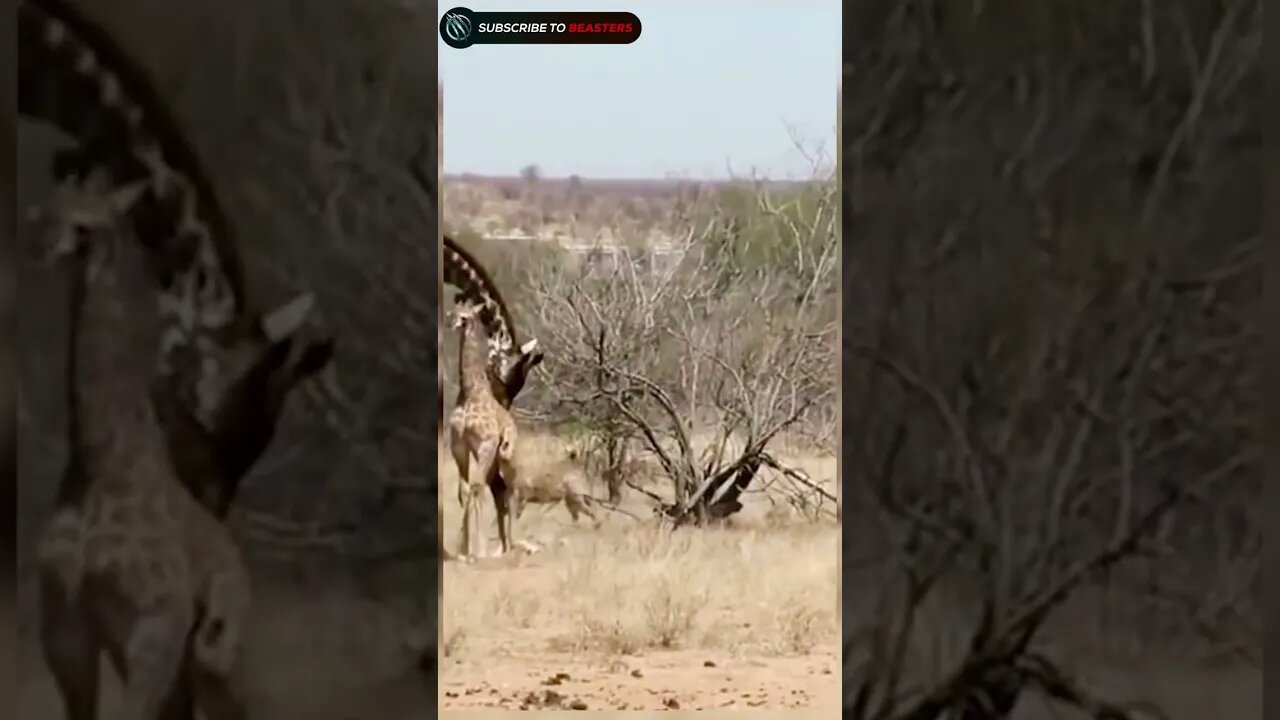 Hyenas tries to chasing injerd baby giraffe