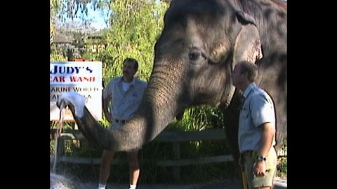 Ready For A Car Wash Done By An Elephant?