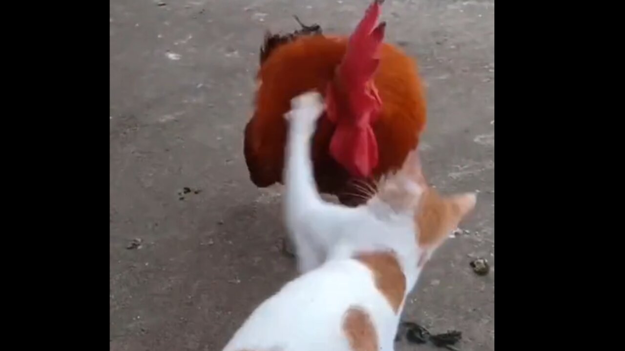 cats vs chicken fights. crazy cat fight. funny comedy videos