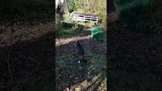 A Typical Morning on the Pond