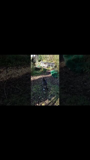 A Typical Morning on the Pond