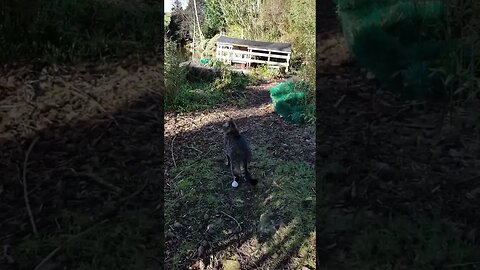 A Typical Morning on the Pond