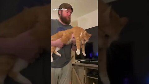 Funny Cat Meme 😂 pt.11 #shorts