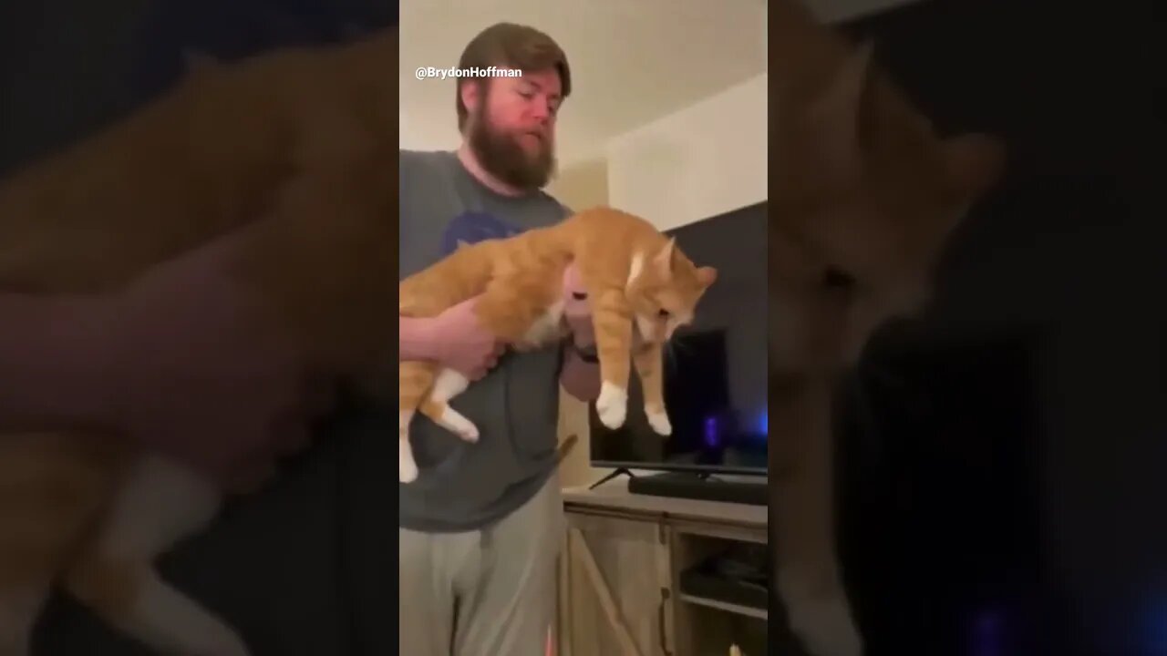 Funny Cat Meme 😂 pt.11 #shorts