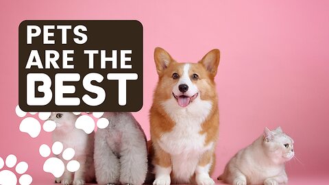 Adorable Furballs: Heartwarming Moments with our Beloved Pets | Pet Videos