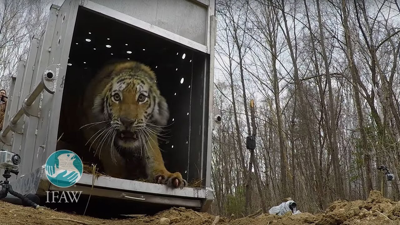 Rare Siberian tiger release in usa forest