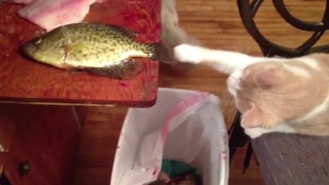 "Struggle Is Real: Cat versus Dead Fish"